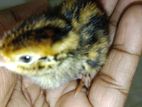Quail Chicks