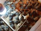 Quail Chicks