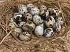 Quail Egg