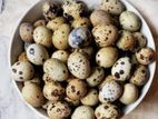 quail egg