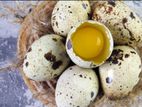 Quail Egg காடை முட்டை