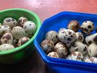 Quail Egg -காடை முட்டை