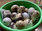 Quail Egg -காடை முட்டை