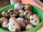 Quail Eggs