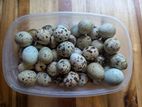 Quail Egg (காடை முட்டை)