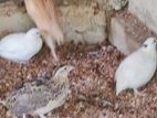 Quail Egg Laying Chicks