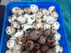 Quail Egg