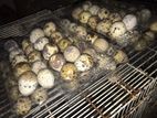 Quail Eggs