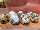 Quail Eggs - காடைமுட்டை