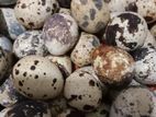 Quail Eggs