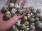 Quail Eggs