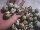 Quail Eggs