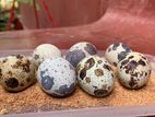 Quail Eggs - காடை முட்டை
