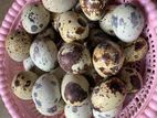 Quail Eggs - காடை முட்டை