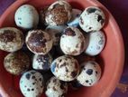 Quail Eggs