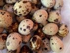 Quail Eggs