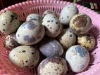 Quail Eggs -காடைமுட்டை