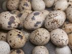 Quail Eggs(වටු බිත්තර)