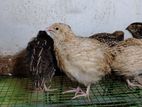 Quail Female Chicks