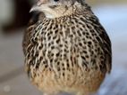 Quail Female