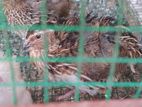 Quail Chicks