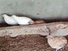 Quail