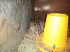 Quails