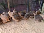 Quail