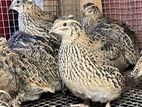 Quail Chicks