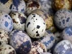 Quail Eggs