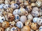 Quail Eggs