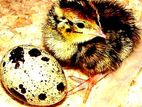 Quail Chick