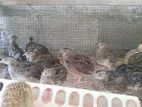 Quail Chicks