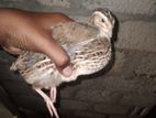 Quail Chicks