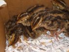 Quail Chicks
