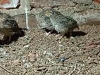 quail (காடை)