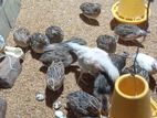 Quails