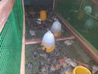Quail