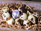 Quail Eggs