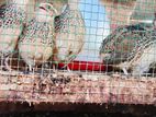 Quail Sale