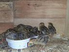 Quail Chicks