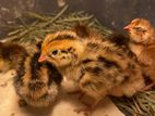 Quails Chicks