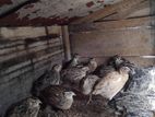 Quails Chicks