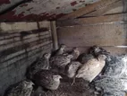 Quails Chicks