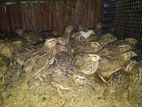 Quail Chicks