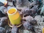 Quail Birds