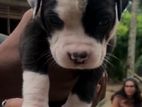 American Bully Puppies