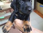 Dachshund Puppies