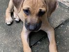 Puppy for Kind Home