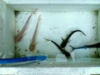 Aquarium Fishes Lot